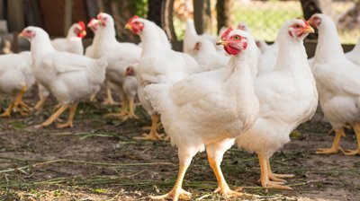 Supporting animal health